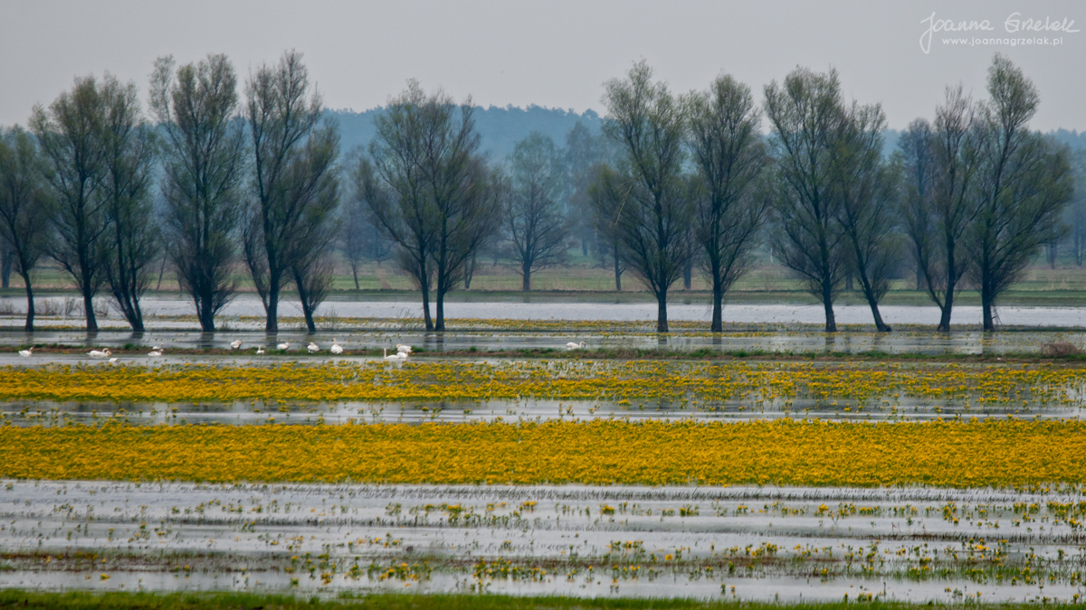 064_Biebrza - kwiecien 2011.jpg